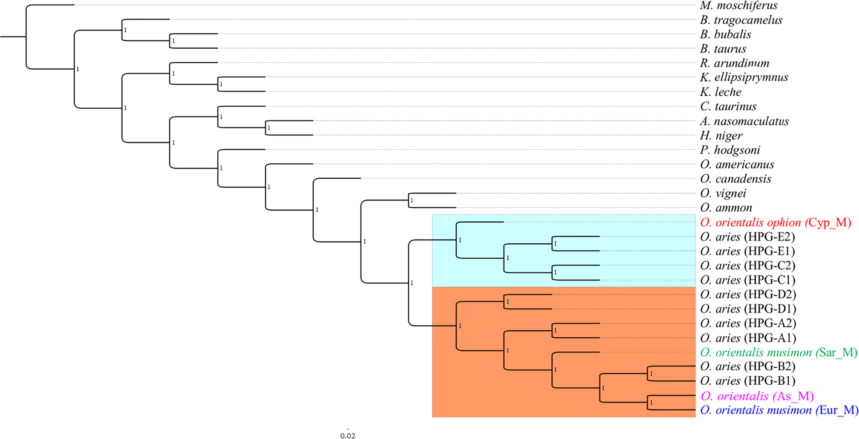 Identification Of An Ancestral Haplotype In The Mitochondrial