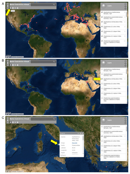 Screenshots of the interactive map of Marine Gastrotrichs of Brazil.