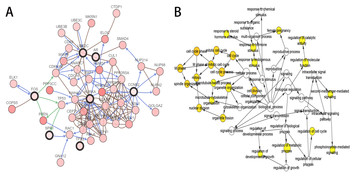 Identification of key genes and multiple molecular pathways of ...