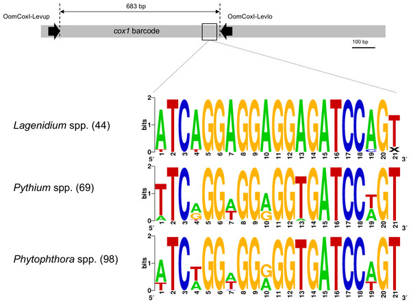 Schematic representation of the cox1 gene as a metabarcoding target.