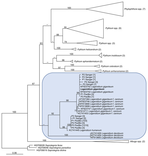 Maximum Likelihood (ML) phylogram inferred from oomycete cox1 gene sequences, and incorporating environmental sequences generated using Sanger or PacBio sequencing strategies.