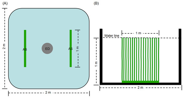 Top view (A) and side view (B) of artificial substratum placement in pond.