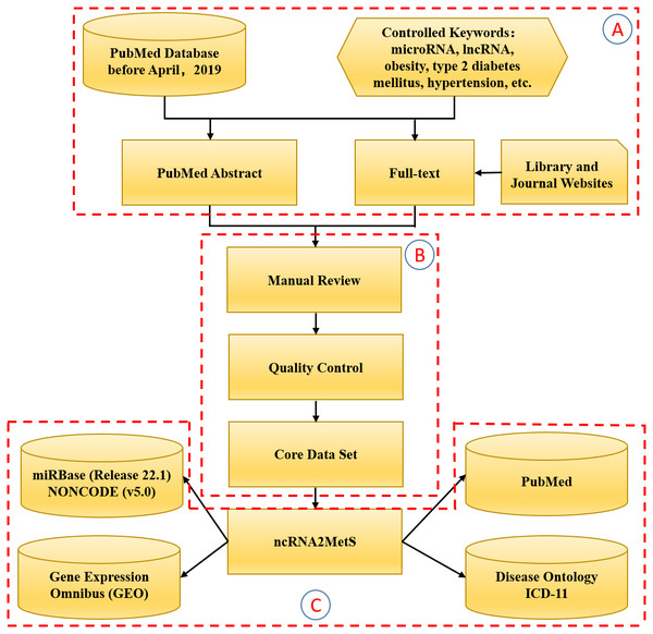 The flowchart of the ncRNA2MetS database design.