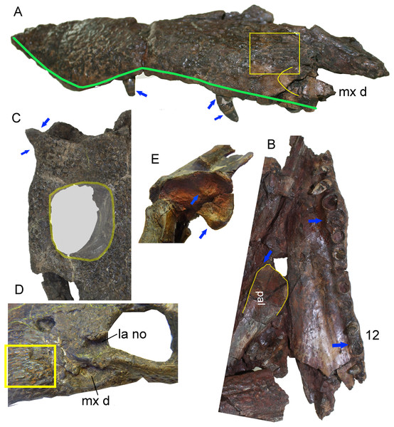 Skull details of Anteophthalmosuchus escuchae.