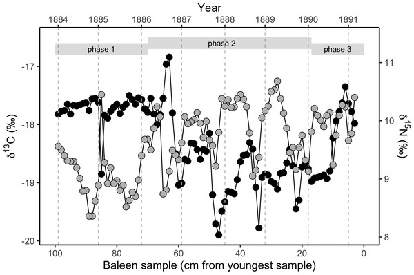 Variation in stable isotope values in the NHM blue whale, expressed as δ13C (black circles, left y-axis) and δ15N (grey circles, right y-axis).