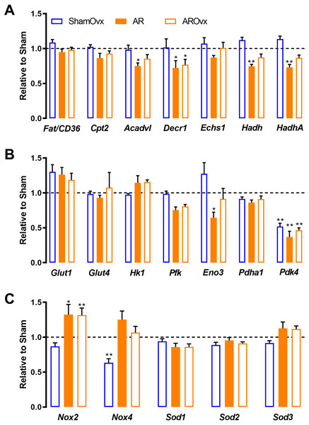 Genes implicated in energetics (A and B) and reactive oxygen species metabolism (C) are not modulated by the loss of estrogens in ShamOvx and AROvx rats.