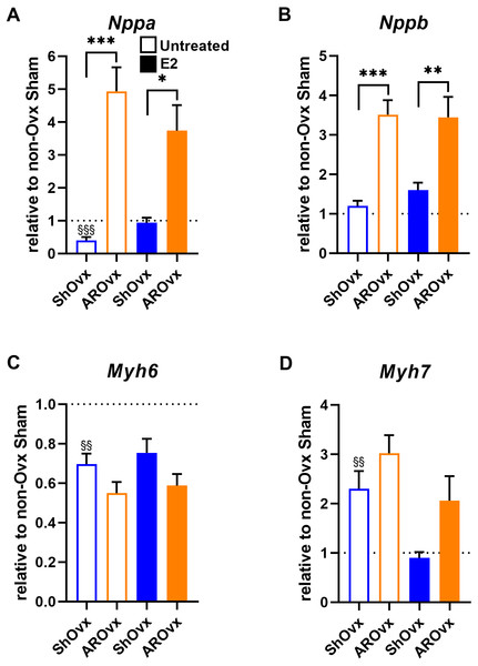 Evaluation by real-time quantitative RT-PCR of LV mRNA levels of genes encoding for hypertrophy markers in Sham Ovx and AR Ovx rats receiving (orange) or not (blue) 17beta-estradiol (E2) replacement.