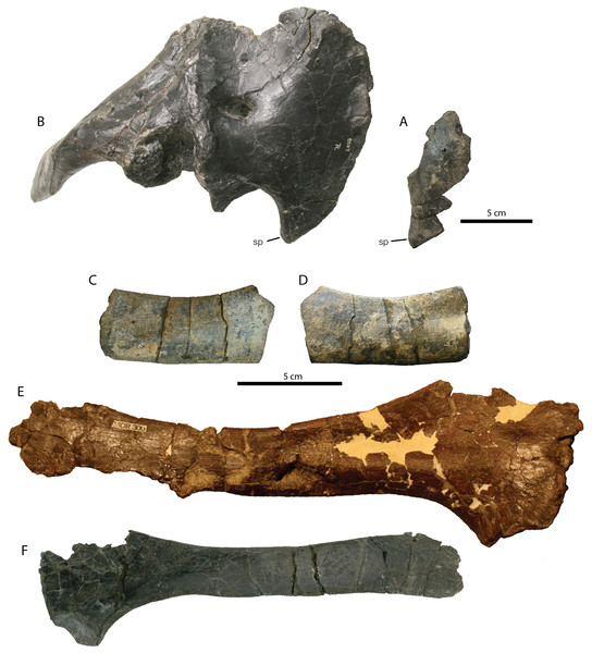 Pectoral elements of RBCM P900, holotype of Ferrisaurus sustutensis, compared to other Laramidian leptoceratopsids.