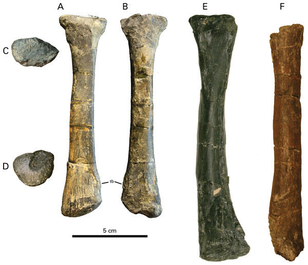 Radius of RBCM P900, holotype of Ferrisaurus sustutensis, compared to other Laramidian leptoceratopsids.