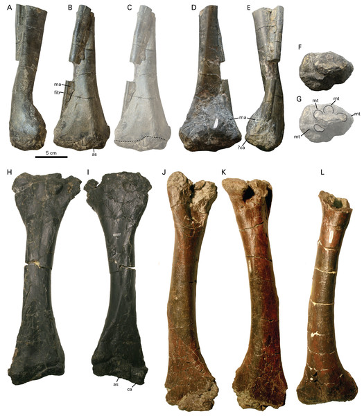 Tibia of RBCM P900, holotype of Ferrisaurus sustutensis, compared to other Laramidian leptoceratopsids.