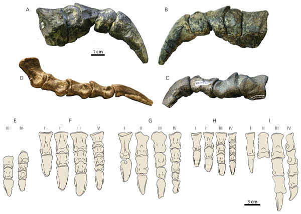 Pedal elements of RBCM P900, holotype of Ferrisaurus sustutensis, compared to other Laramidian small-bodied ornithischians.