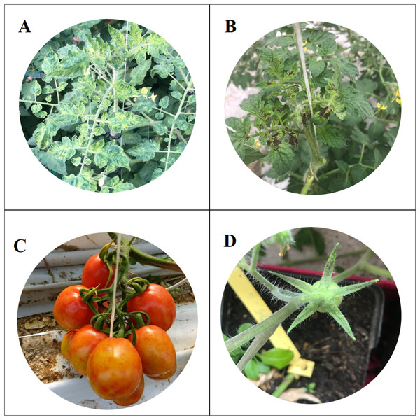 Symptoms of Tomato brown rugose fruits virus.