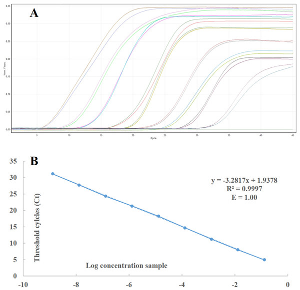 Standard curve and linear regression of real time RT-PCR.