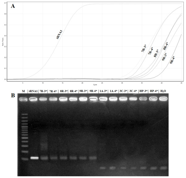 Comparison of samples showing high Ct value in real timeRT-PCR with electrophoretic gel.