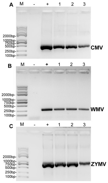RT-PCR validation of (A) CMV, (B) WMV, and (C) ZYMV in three diseased samples from the experimental field of Jihua National Agricultural Technology Garden.