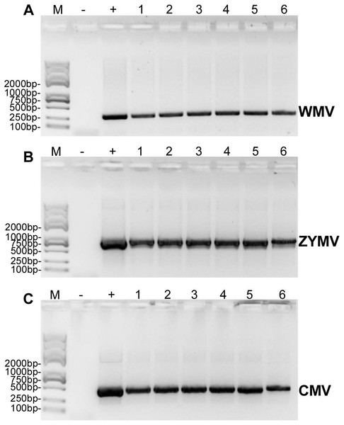 RT-PCR confirmation of the C. maxima seedlings in greenhouse mechanically inoculated with crude sap extracted from diseased plants from the experimental field of Jihua National Agricultural Technology Garden.