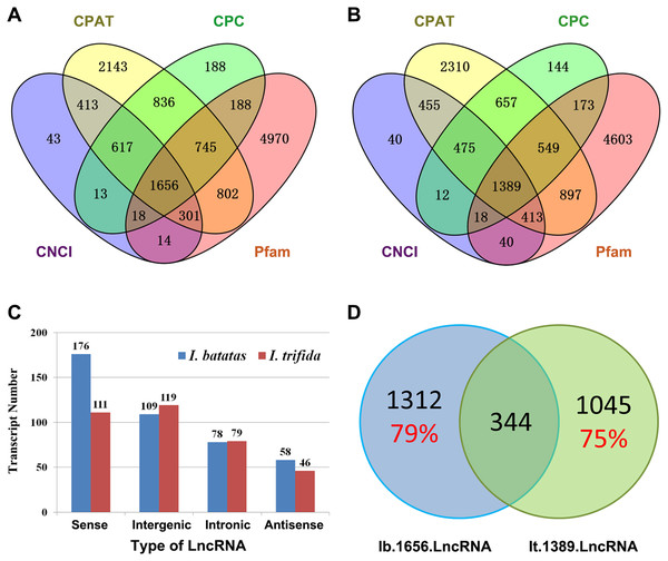 Analysis of putative long noncoding RNA (lncRNA).