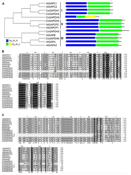 The phylogenetic analysis and multiple sequence alignment of CsGAPDH proteins.