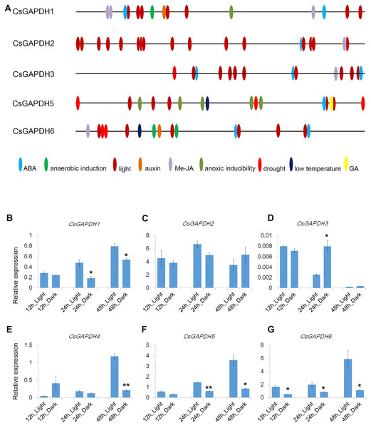 Cis-elements in promoters and expression of CsGAPDH genes under darkness treatment.