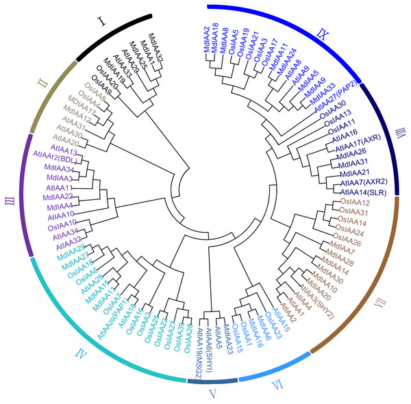 Phylogenetic analysis of 99 AUX/IAA proteins from apple, rice, Arabidopsis.