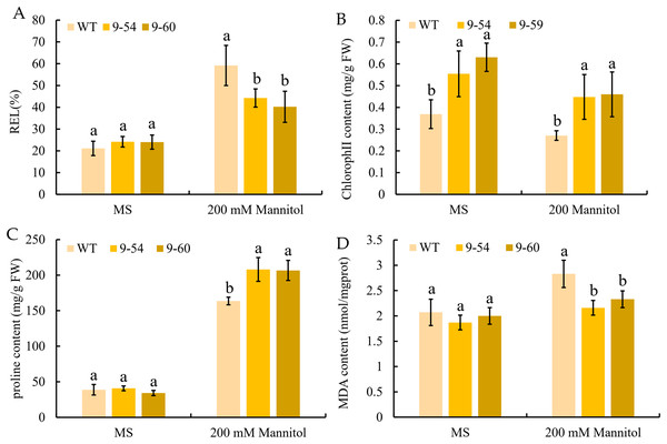 Response to osmotic stress in transgenic and wild tobacco seedlings.