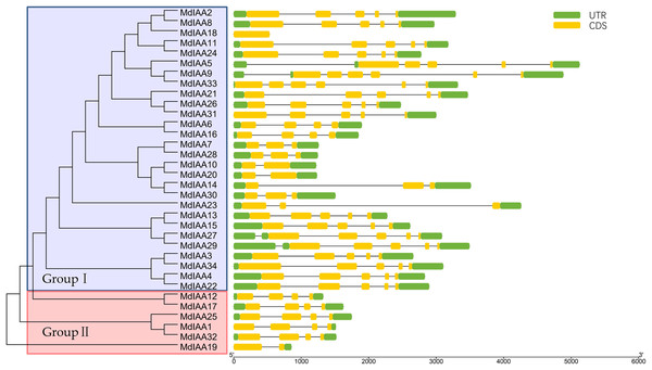 Phylogenetic relationships and structures for 34 MdIAAs.