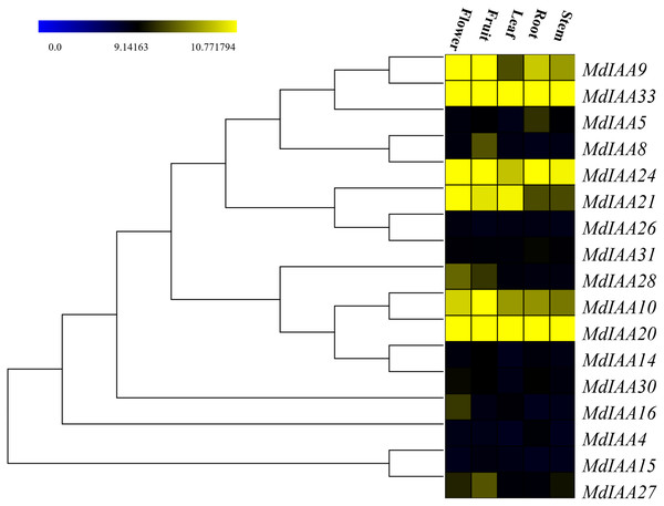 Expression profiles of MdIAA genes in various tissues.