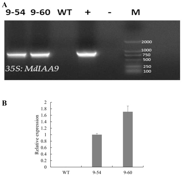PCR identification and relative expression analysis of MdIAA9 in wild-type and transgenic tobacco lines.