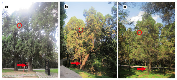 P. orientalis at different tree ages.