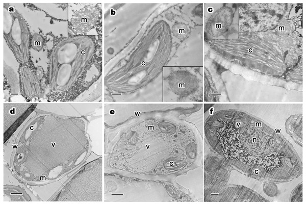 Relative distribution between mitochondria and chloroplasts, and ultrastructure of mesophyll cells and organelles of P. orientalis tree at different tree ages.