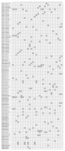 Summary of MHC class I-A and -B alleles identified from 30 cynomolgusmacaques of Vietnamese origin.