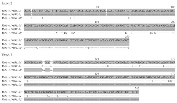 The nucleotide sequences alignment of Mafa-A1*036:04, Mafa-A1*057:01 and Mafa-A1*091:02.