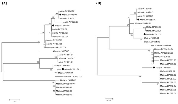 Phylogenetic analysisof exon 2 (A) and exon 3 (B) of A1*036,A1*57 and A1*091 alleles from cynomolgus and rhesusmacaques.