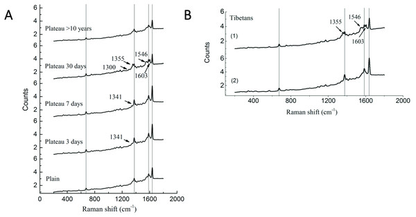 Raman spectra of RBC in Tibetans and plain population.