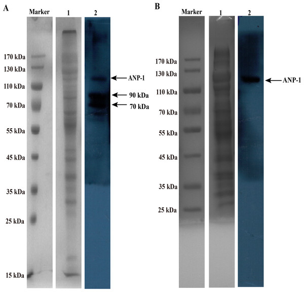 SDS-PAGE and western blot analysis of membrane and ConA-binding fraction of C. elegans.
