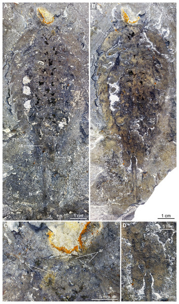 Holotype (KUMIP 321500) of Emeraldella brutoni from the Cambrian (Drumian) Wheeler Formation in the Drum Mountains.