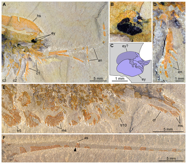 New specimen of Emeraldella brutoni from the Cambrian (Drumian) Wheeler Formation in the Drum Mountains.