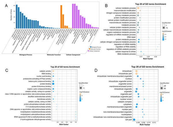 Enriched GO analysis of identified genes.
