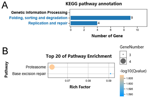 KEGG pathway classification of identified genes.