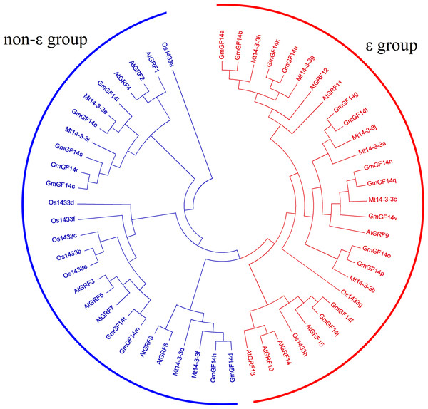 Phylogenetic tree analysis of the 14-3-3 genes in Glycine max, Arabidopsis thaliana, Medicago truncatula and Oryza sativa.