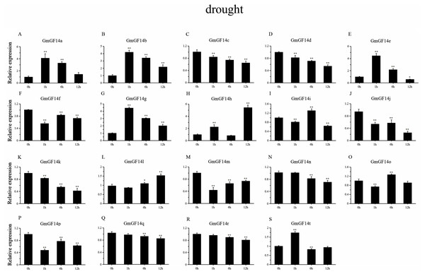 qRT-PCR analysis reveals GmGF14 genes under PEG (drought) treatment compared to the controls.