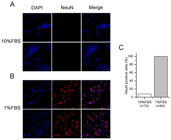 Differentiated F-11 cells express the neuronal nuclear antigen NeuN.