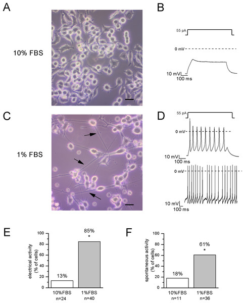 Differentiated cells with neuronal morphology were selected for electrophysiological recordings.