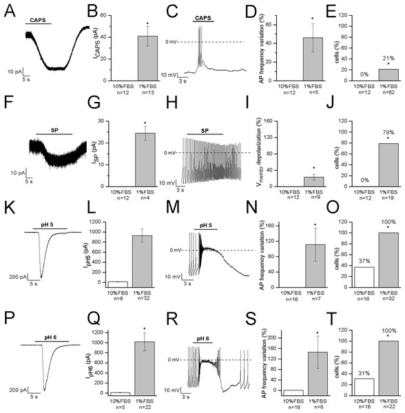 Differentiated F-11 cells express receptors and ion channels of nociceptors.