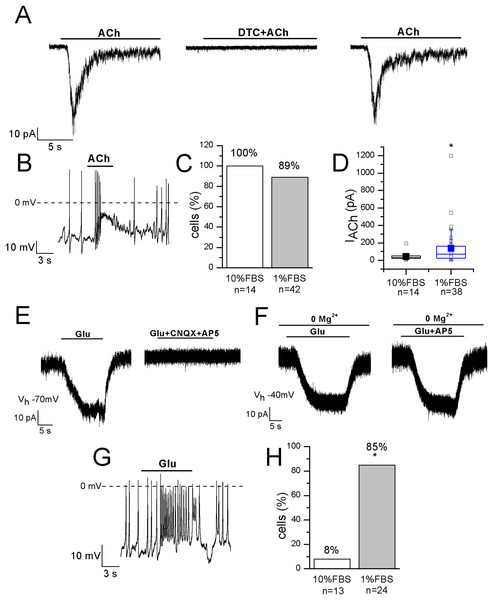 Differentiated F-11 cells display responses to acetylcholine and glutamate.