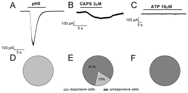 Algesic profile of differentiated F-11 cells.