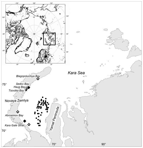 Map of stations surveyed by the RV Dalniye Zelentsy (MMBI) and the RV Akademik Mstislav Keldysh (SIO RAS) in August–September 2016 in the Kara Sea.
