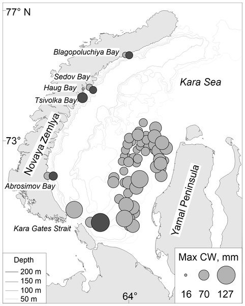 Map of maximum carapace width of Chionoecetes opilio distribution collected using (light grey circles) MMBI bottom and SIO Sigsbee trawling and from (dark grey circles) video footage of the Kara Sea bottom in August–September 2016.