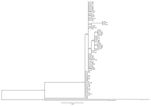 Bayesian inference tree for 94 mtDNA control region haplotypes in D.maruadsi.