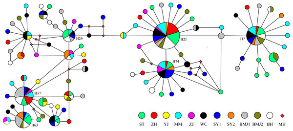 Median-joining network of 94 mtDNA control region haplotypes in D. maruadsi.
